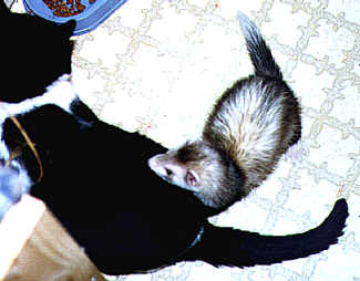 Ferret and my cat (jpg)