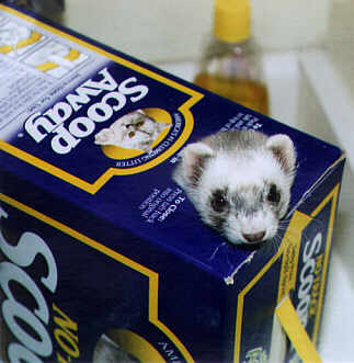 Box Ferret (jpg)